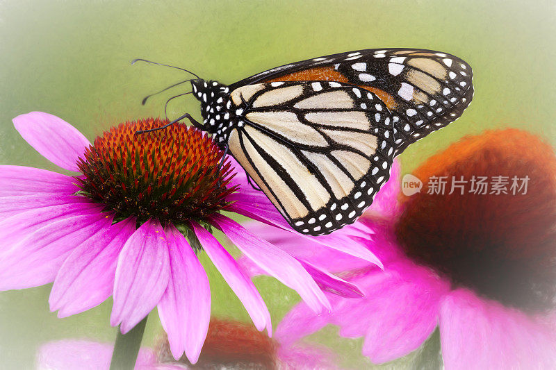 帝王蝶(Danaus plexippus)近距离看松果花